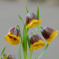 Fritillaria Michailovskyi -UK Garden Plants Shop fritillaria michailovsky 1