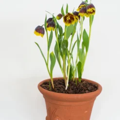 Fritillaria Michailovskyi -UK Garden Plants Shop fritillaria michailovsky 3