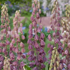 Fritillaria 'Minaret'