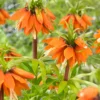 Fritillaria 'Orange Beauty' -UK Garden Plants Shop fritillaria orange beauty 1 385ef5b8 c451 43a7 b1ef 3b722920cf09