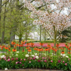 Fritillaria 'Orange Beauty' -UK Garden Plants Shop fritillaria orange beauty 2