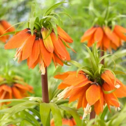 Fritillaria 'Orange Beauty' -UK Garden Plants Shop fritillaria orange beauty 2 cec5378a 7166 459e bc18 e16677ee1c97