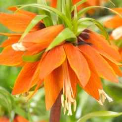 Fritillaria 'Orange Beauty' -UK Garden Plants Shop fritillaria orange beauty 3