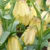 Fritillaria Pallidiflora -UK Garden Plants Shop fritillaria pallidiflora 0