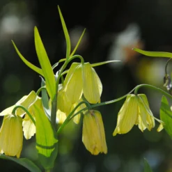 Fritillaria Pallidiflora -UK Garden Plants Shop fritillaria pallidiflora 10 scaled
