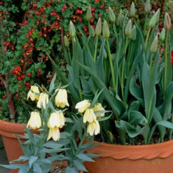 Fritillaria Pallidiflora -UK Garden Plants Shop fritillaria pallidiflora 11 scaled