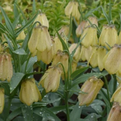 Fritillaria Pallidiflora -UK Garden Plants Shop fritillaria pallidiflora 2 scaled