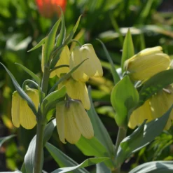 Fritillaria Pallidiflora -UK Garden Plants Shop fritillaria pallidiflora 3 scaled