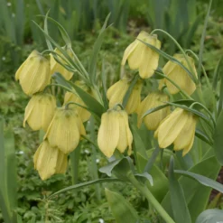 Fritillaria Pallidiflora -UK Garden Plants Shop fritillaria pallidiflora 4 scaled