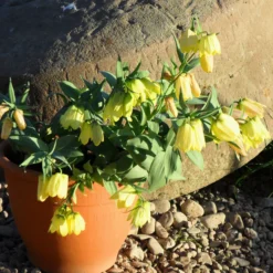 Fritillaria Pallidiflora -UK Garden Plants Shop fritillaria pallidiflora 5
