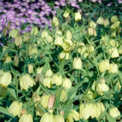 Fritillaria Pallidiflora -UK Garden Plants Shop fritillaria pallidiflora 7 scaled