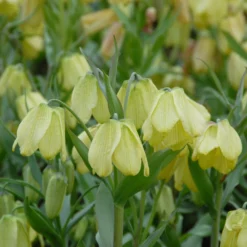 Fritillaria Pallidiflora -UK Garden Plants Shop fritillaria pallidiflora 8 scaled