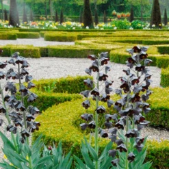 Fritillaria 'Twin Towers Tribute' -UK Garden Plants Shop fritillaria persica 1