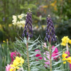 Fritillaria 'Twin Towers Tribute' -UK Garden Plants Shop fritillaria persica 2 a24b3c8f 4927 4517 b450 f81b5a3e0db7