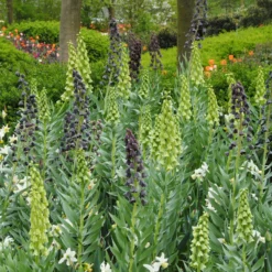 Fritillaria 'Twin Towers Tribute' -UK Garden Plants Shop fritillaria persica 3
