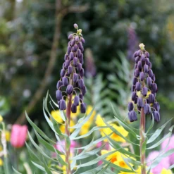 Fritillaria 'Twin Towers Tribute' -UK Garden Plants Shop fritillaria persica 3 5950bdfd a124 4ed0 9118 b13402a00be8