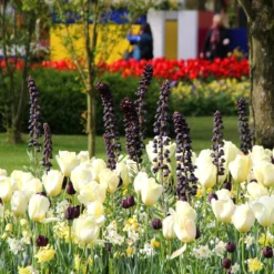 Fritillaria 'Twin Towers Tribute' -UK Garden Plants Shop fritillaria persica 4