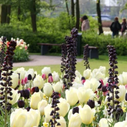 Fritillaria 'Twin Towers Tribute' -UK Garden Plants Shop fritillaria persica 6