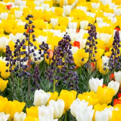 Fritillaria Persica 'XXL' -UK Garden Plants Shop fritillaria persica xxl 1 scaled