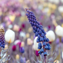 Fritillaria Persica 'XXL' -UK Garden Plants Shop fritillaria persica xxl 10 scaled