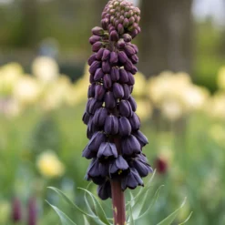 Fritillaria Persica 'XXL' -UK Garden Plants Shop fritillaria persica xxl 11 scaled