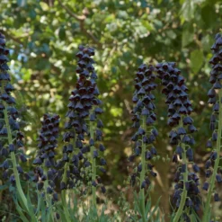 Fritillaria Persica 'XXL' -UK Garden Plants Shop fritillaria persica xxl 2 scaled