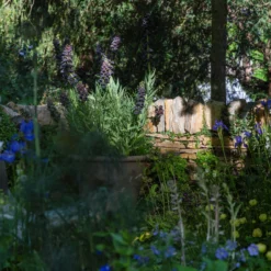 Fritillaria Persica 'XXL' -UK Garden Plants Shop fritillaria persica xxl 3 scaled