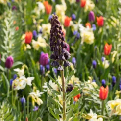 Fritillaria Persica 'XXL' -UK Garden Plants Shop fritillaria persica xxl 5 scaled