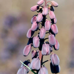 Fritillaria Persica 'XXL' -UK Garden Plants Shop fritillaria persica xxl 8 scaled