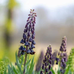 Fritillaria Persica 'XXL' -UK Garden Plants Shop fritillaria persica xxl 9 scaled