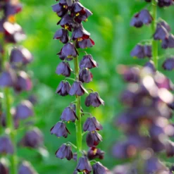 Fritillaria 'Purple Dynamite' -UK Garden Plants Shop fritillaria purple dynamite 1 scaled