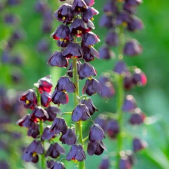 Fritillaria 'Purple Dynamite' -UK Garden Plants Shop fritillaria purple dynamite 2 scaled