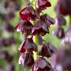 Fritillaria 'Purple Dynamite' -UK Garden Plants Shop fritillaria purple dynamite 3 scaled