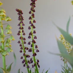 Fritillaria 'Purple Dynamite' -UK Garden Plants Shop fritillaria purple dynamite 5 scaled