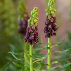 Fritillaria 'Purple Dynamite' -UK Garden Plants Shop fritillaria purple dynamite 6 scaled