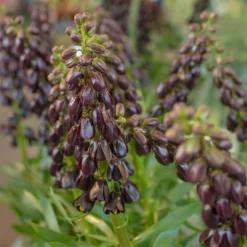 Fritillaria 'Purple Dynamite' -UK Garden Plants Shop fritillaria purple dynamite 8 scaled