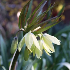 Fritillaria 'Raddeana' -UK Garden Plants Shop fritillaria raddeana 01