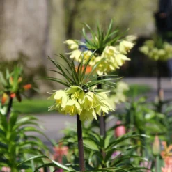 Fritillaria 'Raddeana' -UK Garden Plants Shop fritillaria raddeana 1
