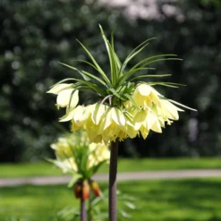 Fritillaria 'Raddeana' -UK Garden Plants Shop fritillaria raddeana 2