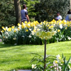 Fritillaria 'Raddeana' -UK Garden Plants Shop fritillaria raddeana 6