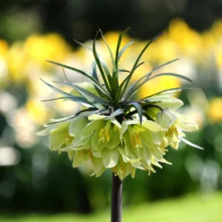 Fritillaria 'Raddeana' -UK Garden Plants Shop fritillaria raddeana 9