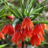 Fritillaria 'Red Beauty'