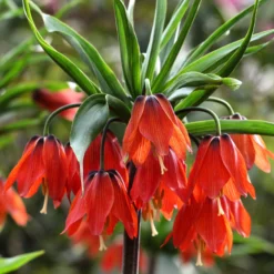 Fritillaria 'Red Beauty'