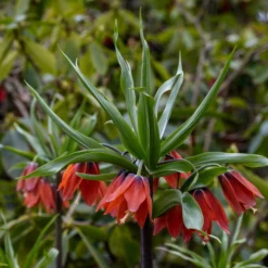 Fritillaria 'Red Beauty' -UK Garden Plants Shop fritillaria red beauty 4 scaled