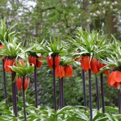 Fritillaria Imperialis 'Rubra' -UK Garden Plants Shop fritillaria rubra 2