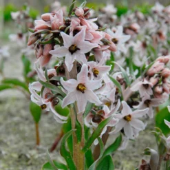 Fritillaria Stenanthera -UK Garden Plants Shop fritillaria stenanthera 1 scaled
