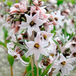 Fritillaria Stenanthera