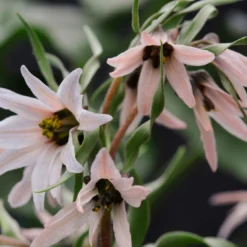Fritillaria Stenanthera -UK Garden Plants Shop fritillaria stenanthera 3