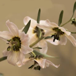 Fritillaria Stenanthera -UK Garden Plants Shop fritillaria stenanthera 5