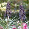 Fritillaria 'Twin Towers Tribute' -UK Garden Plants Shop fritillaria twin towers tribute